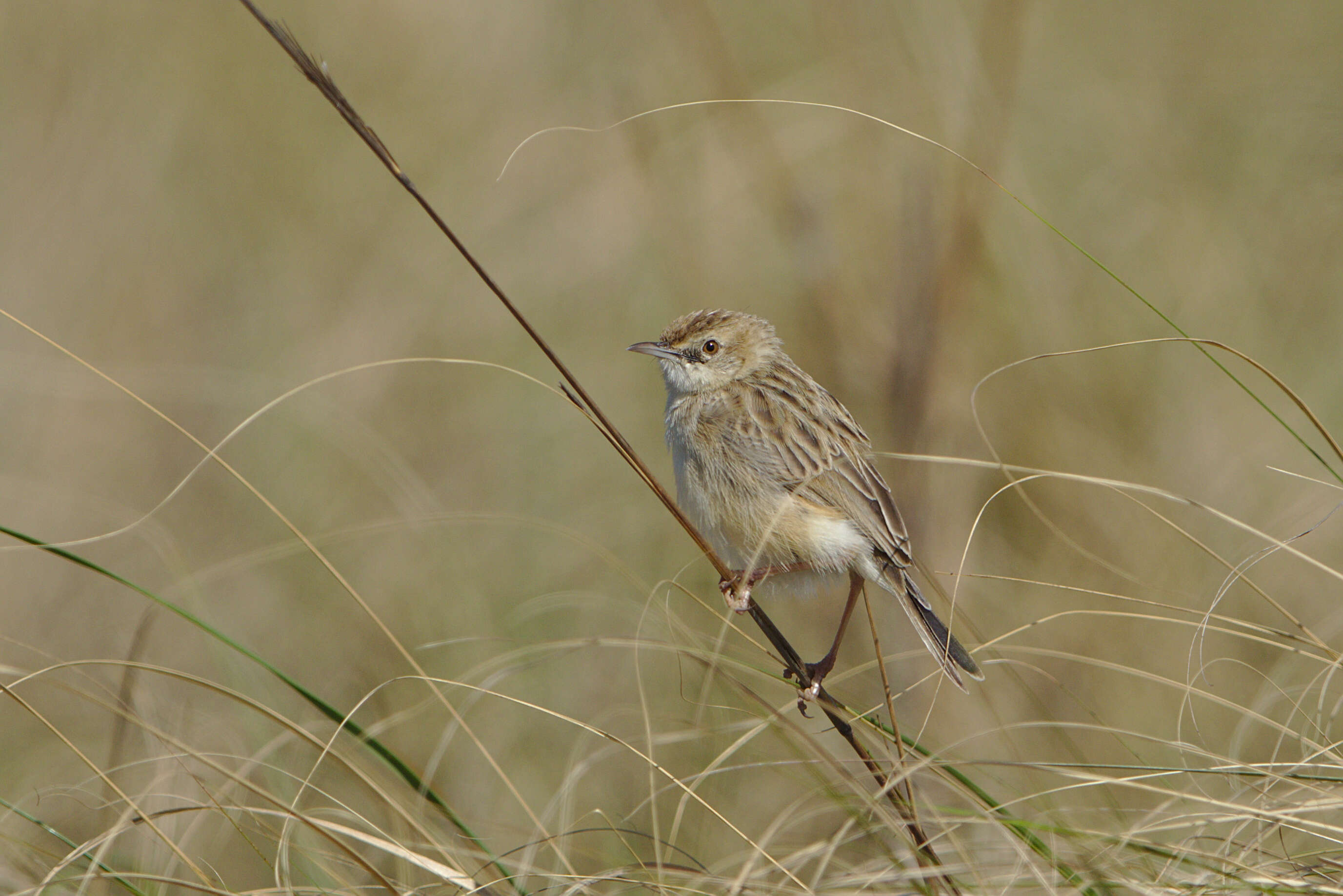 Image of Desert Cisticola