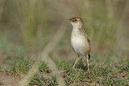 Слика од Cisticola textrix (Vieillot 1817)