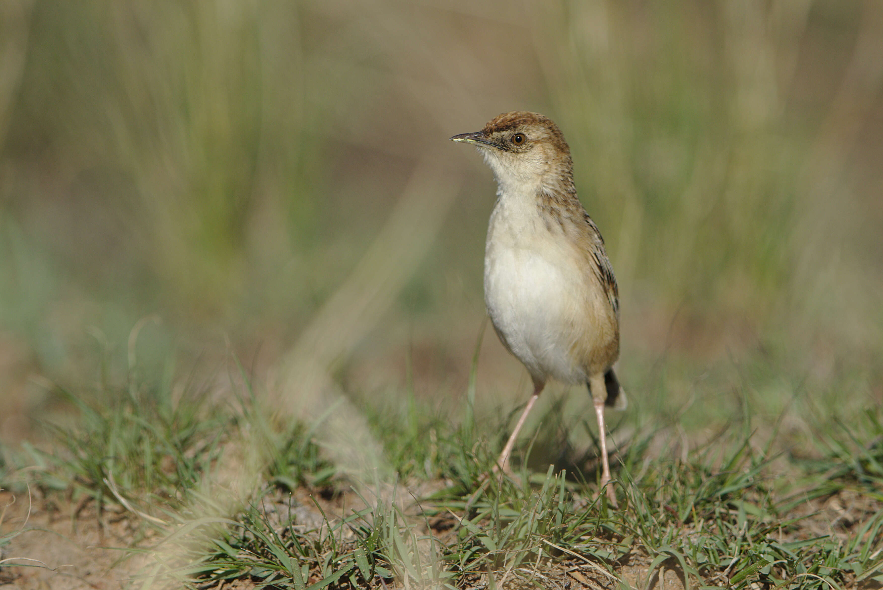 Слика од Cisticola textrix (Vieillot 1817)