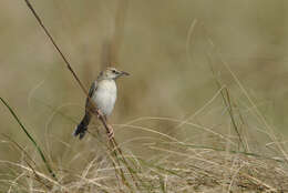 Image of Desert Cisticola