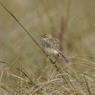 Image of Desert Cisticola