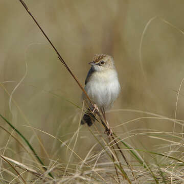 Image of Desert Cisticola