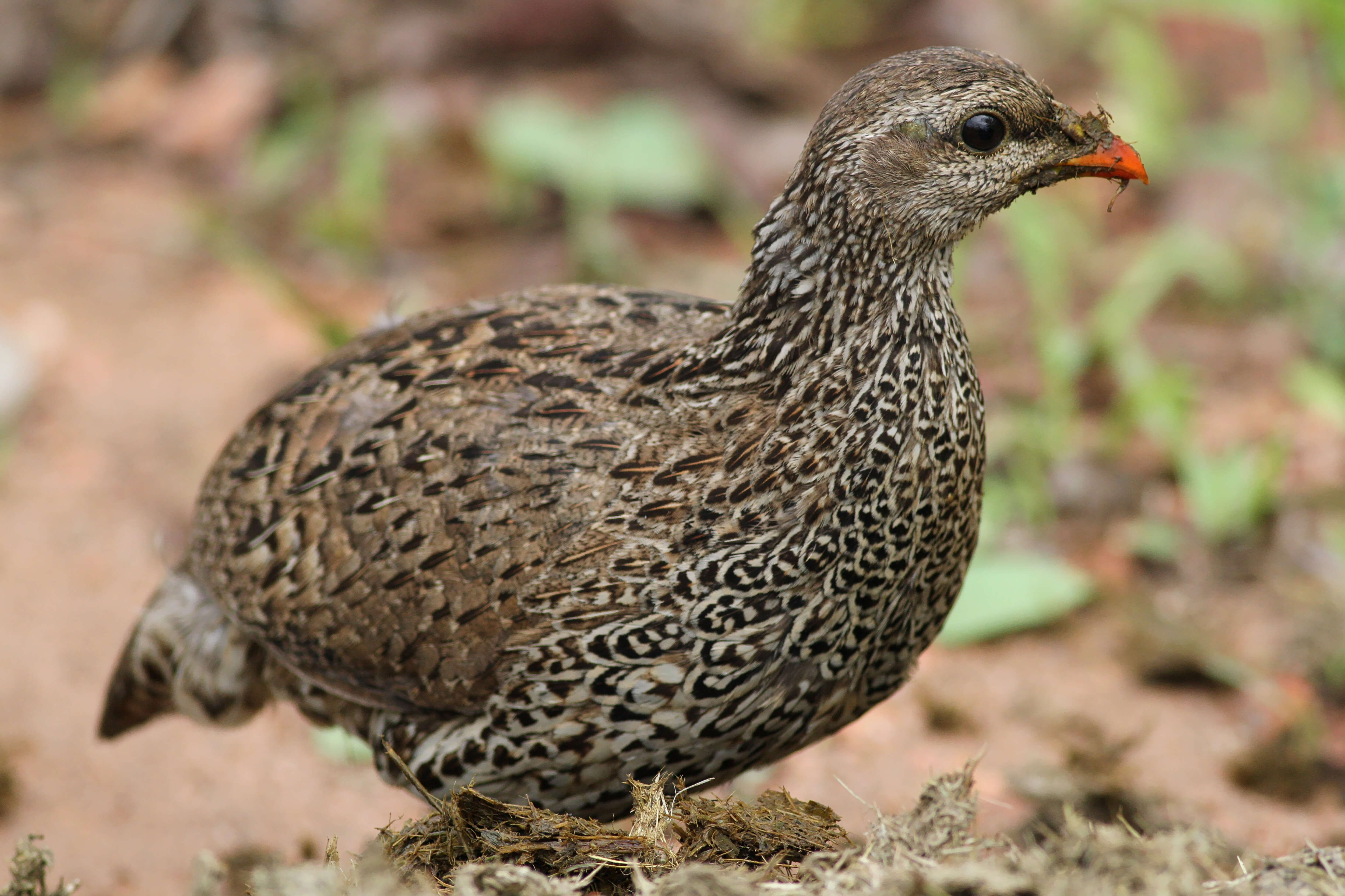 Image of Natal Francolin