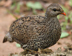 Image of Natal Francolin