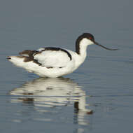 Image of avocet, pied avocet