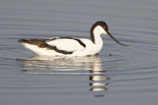 Image of avocet, pied avocet