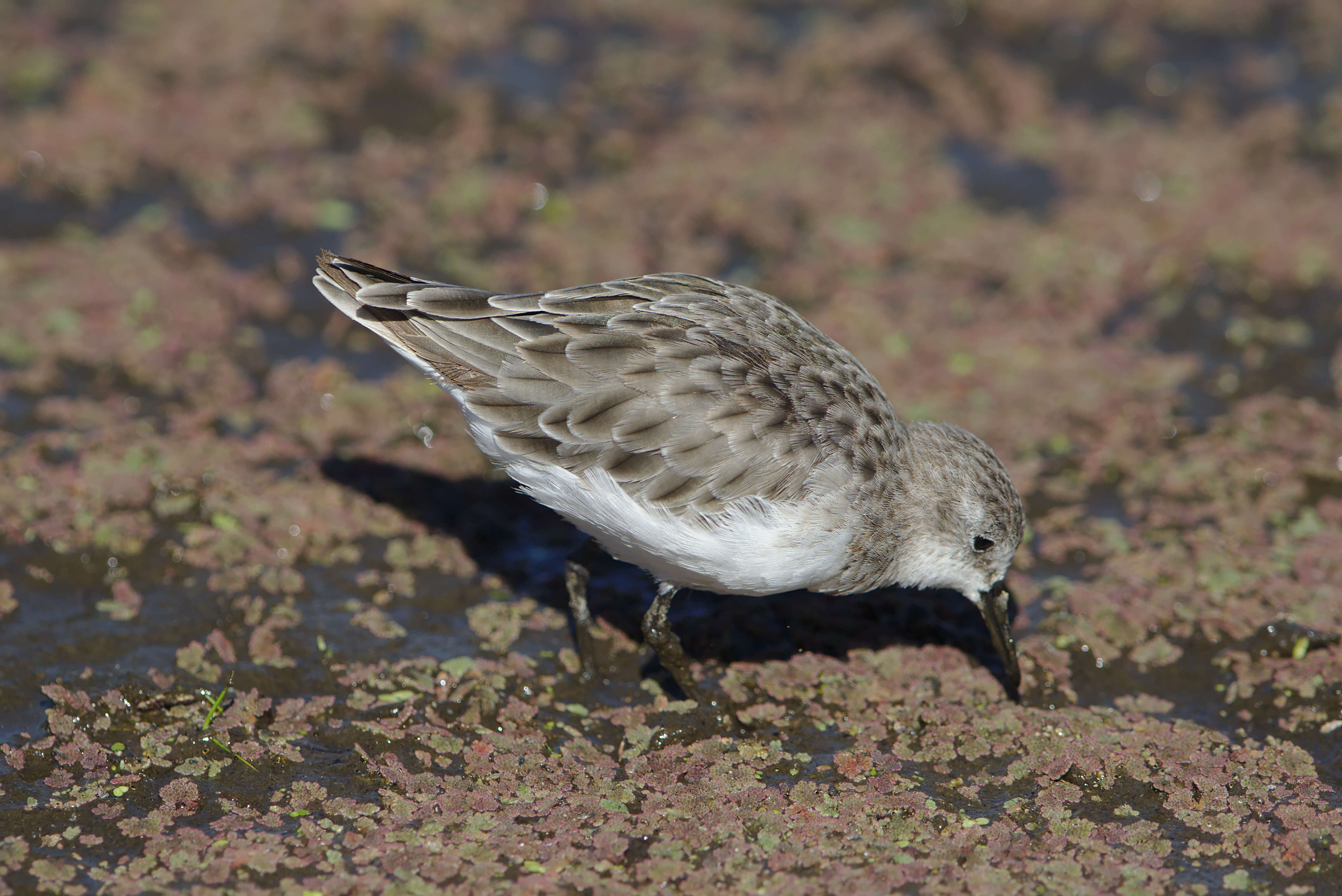 Image of Little Stint