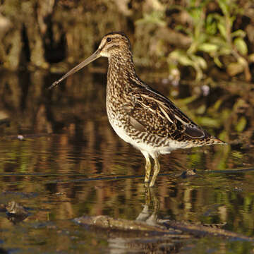 Gallinago nigripennis Bonaparte 1839 resmi