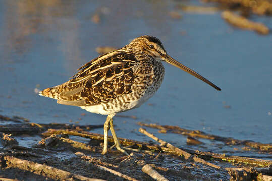 Gallinago nigripennis Bonaparte 1839 resmi