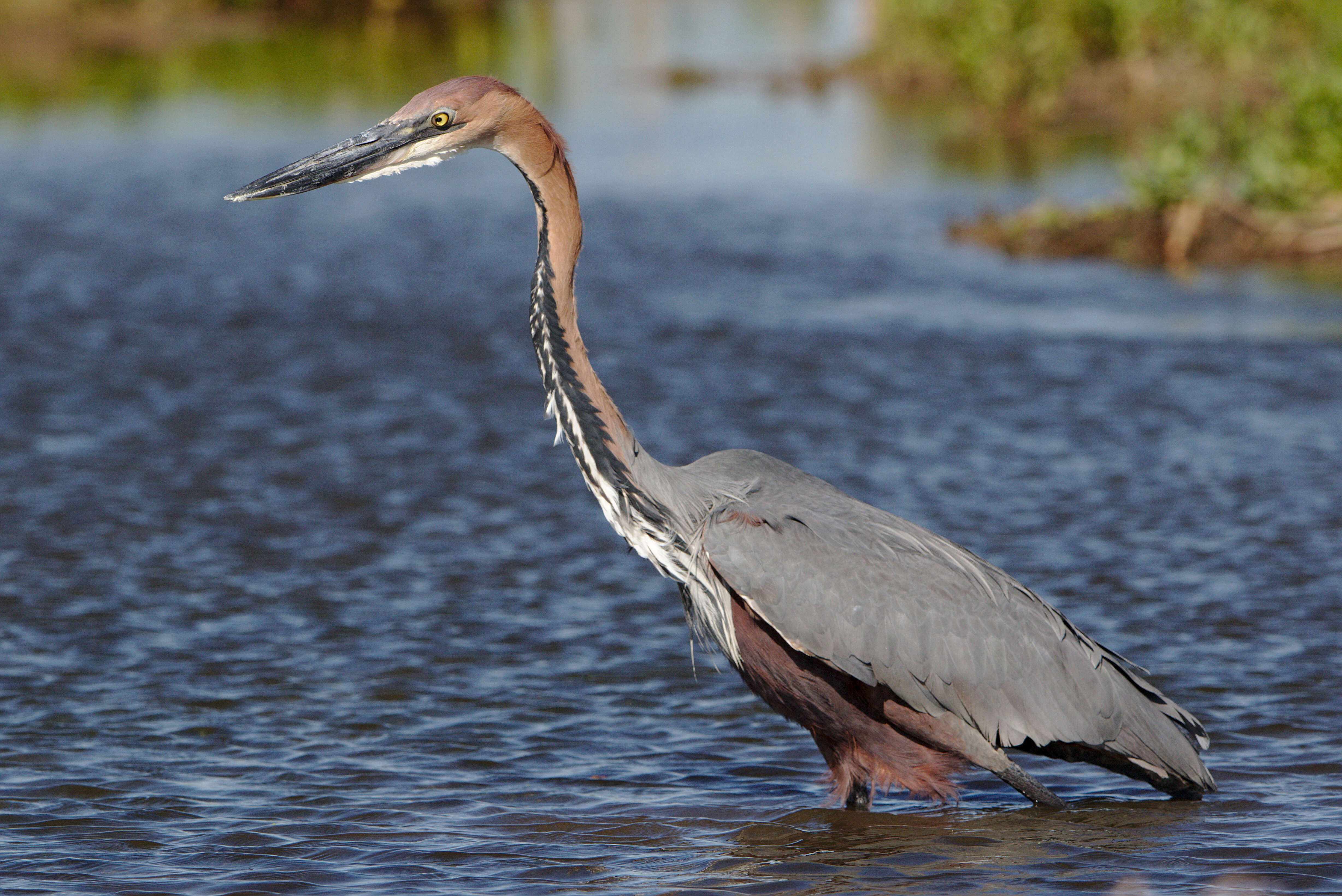 Image of Goliath Heron