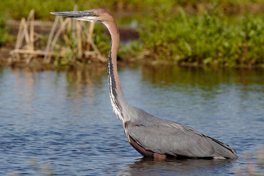 Image of Goliath Heron