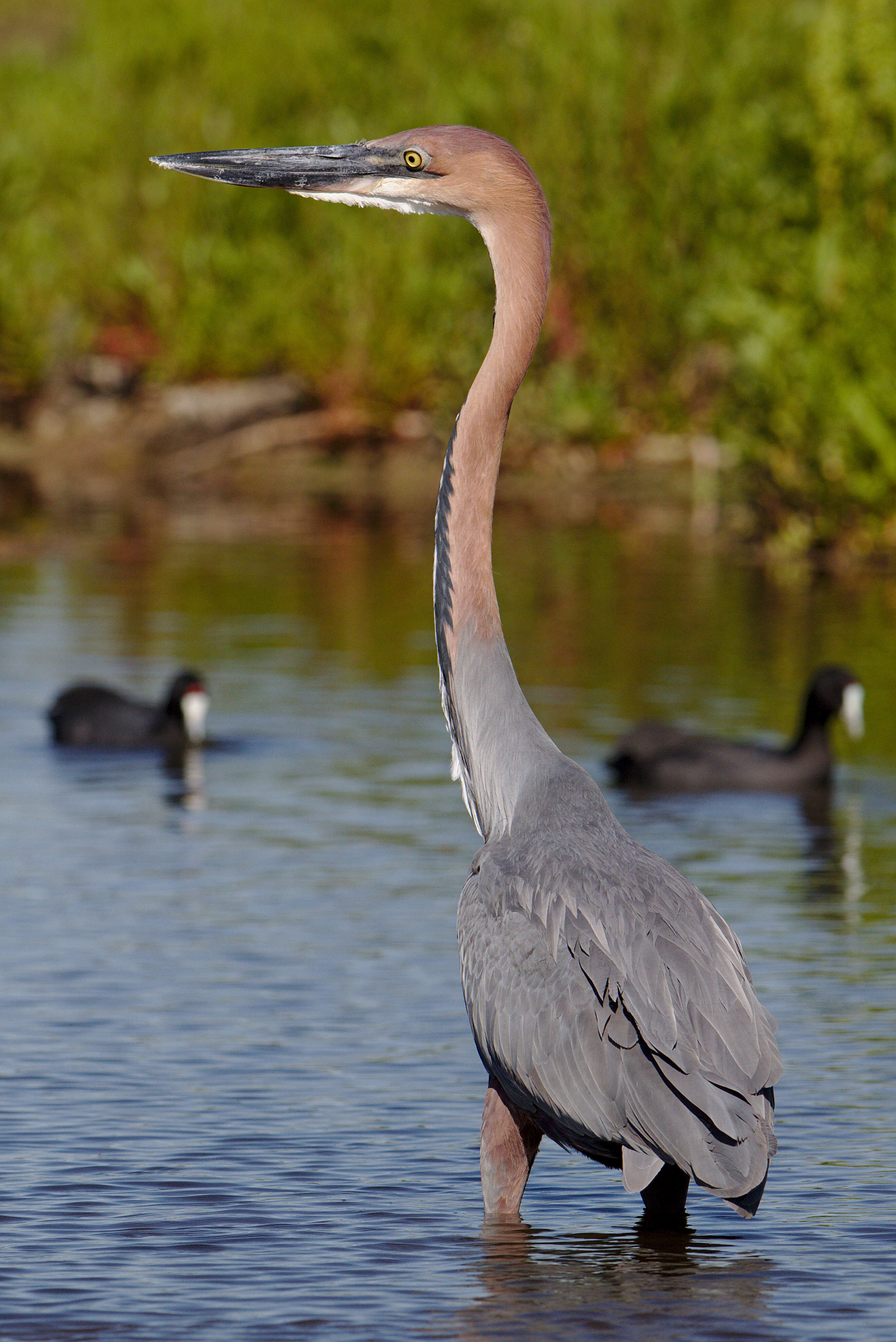 Image of Goliath Heron