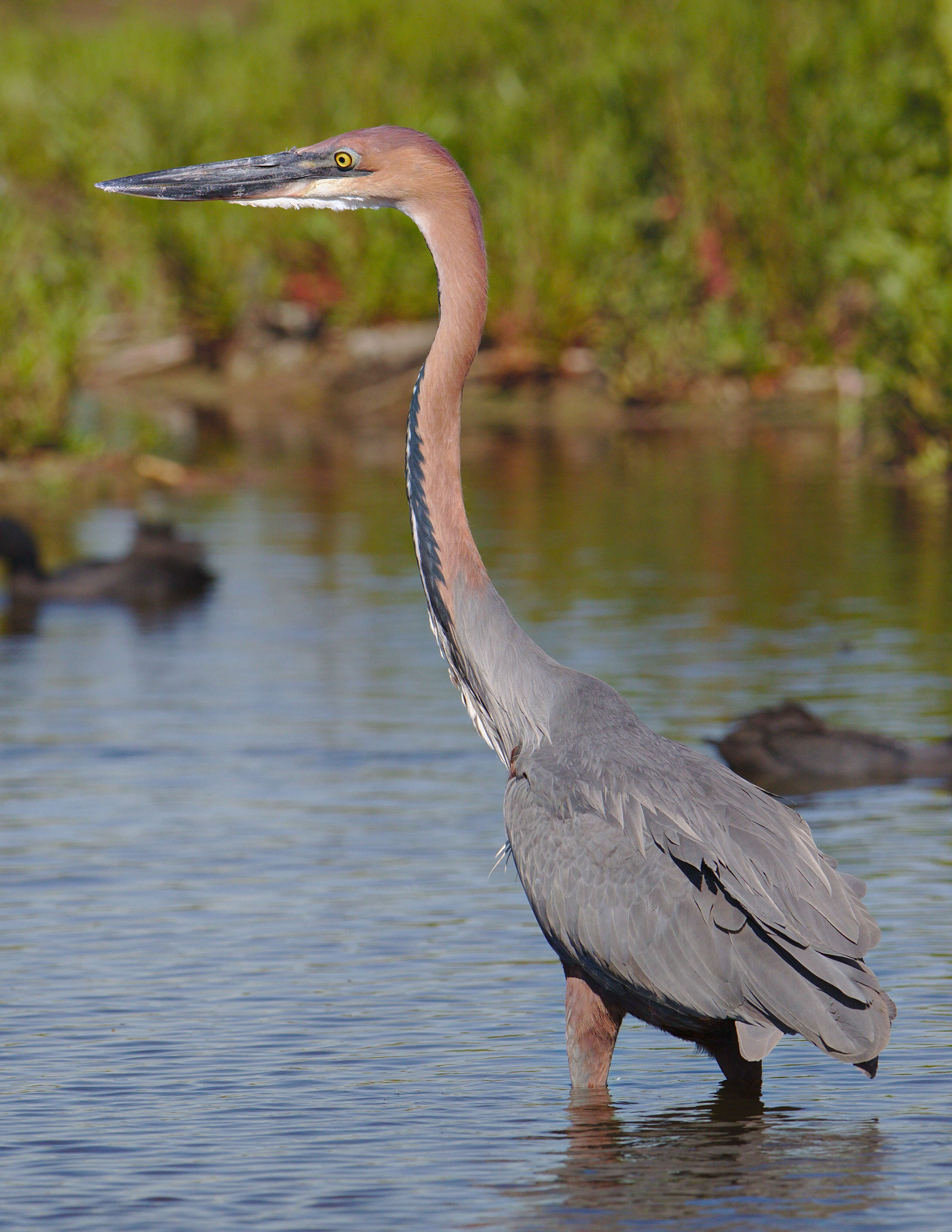 Image of Goliath Heron