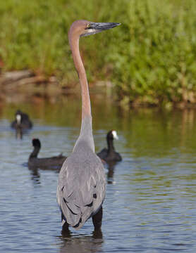 Image of Goliath Heron