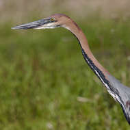 Image of Goliath Heron