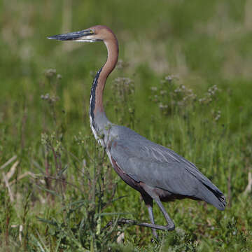 Image of Goliath Heron