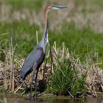 Image of Goliath Heron