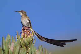 Image of Sugarbird