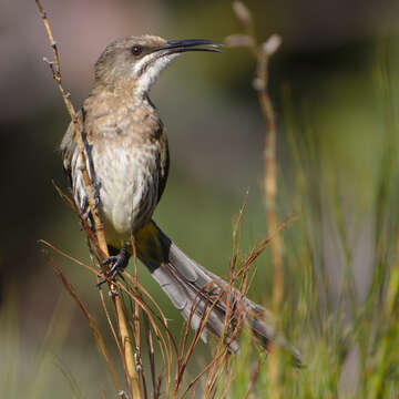 Image of Sugarbird