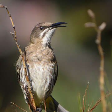 Image of Sugarbird