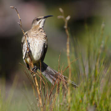 Image of Sugarbird