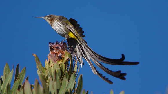 Image of Sugarbird