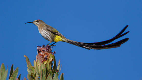 Image of Sugarbird