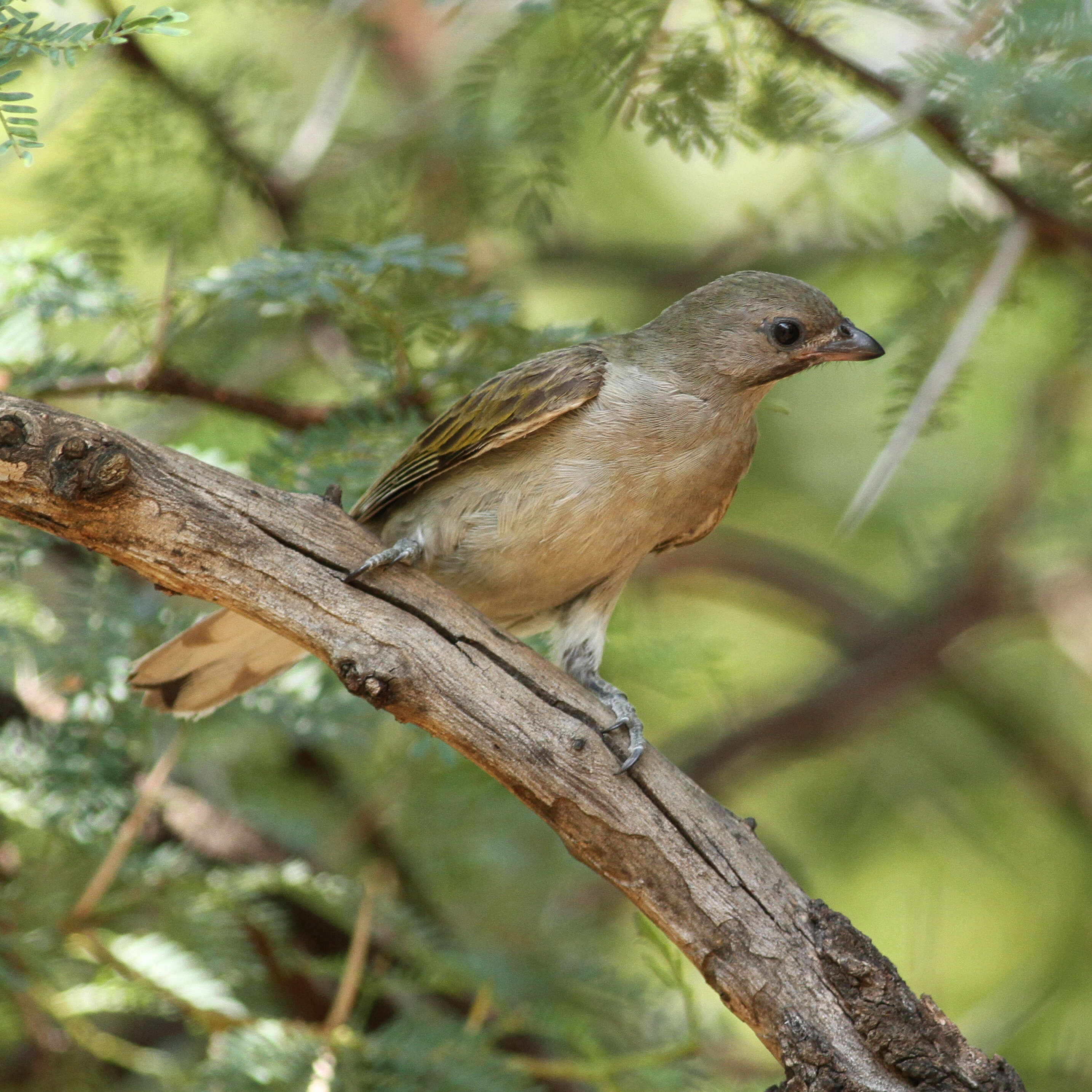 Image of Lesser Honeyguide