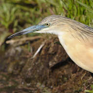 Image of Common Squacco Heron