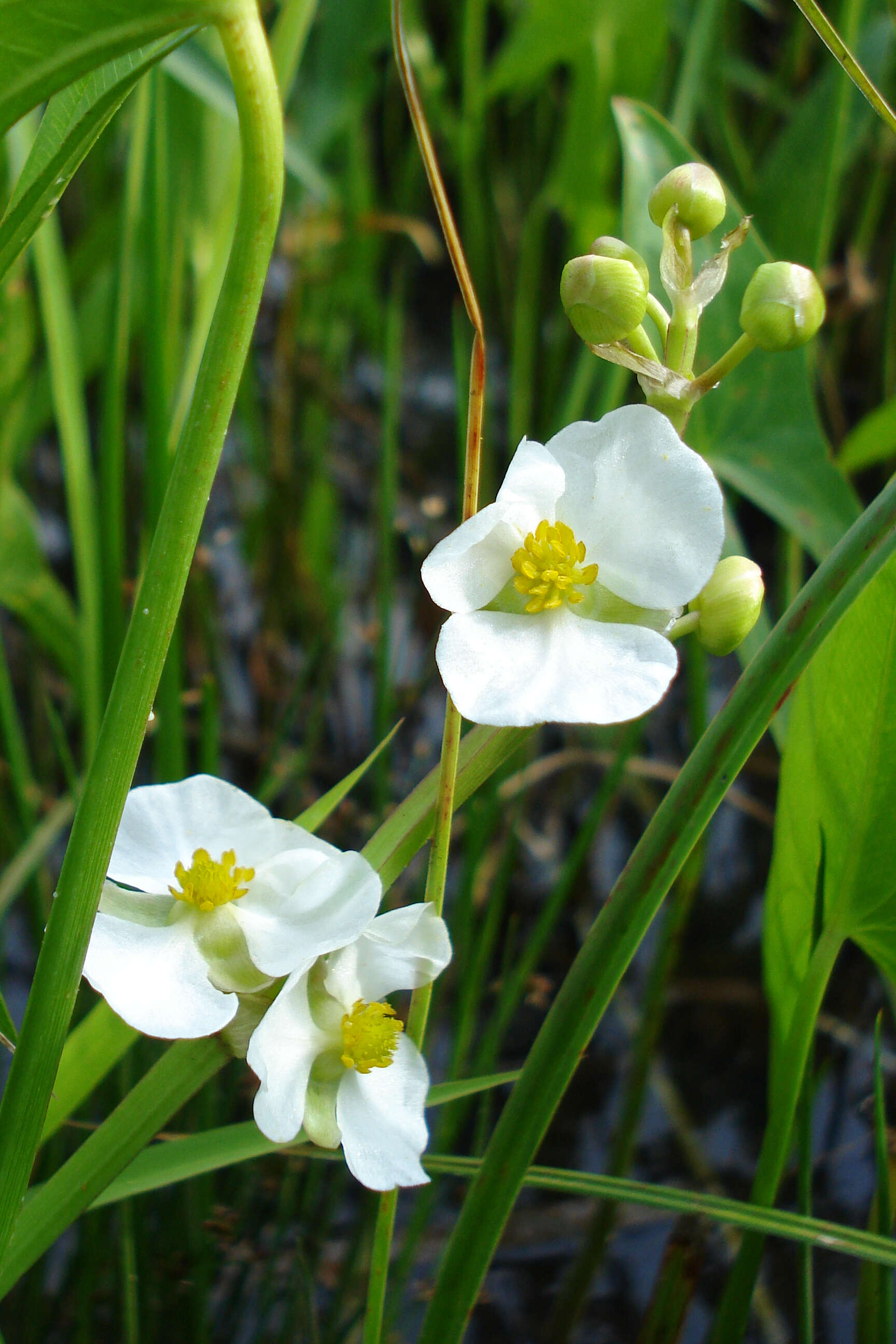 Sagittaria latifolia Willd. resmi