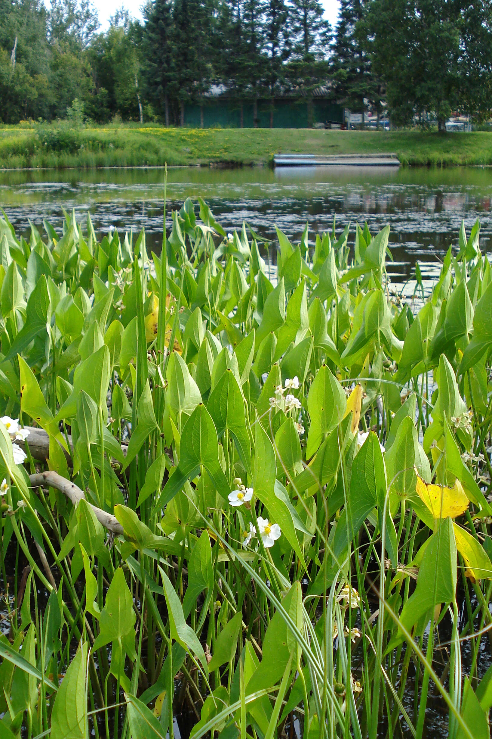 Sagittaria latifolia Willd. resmi