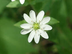 Image of wood stitchwort