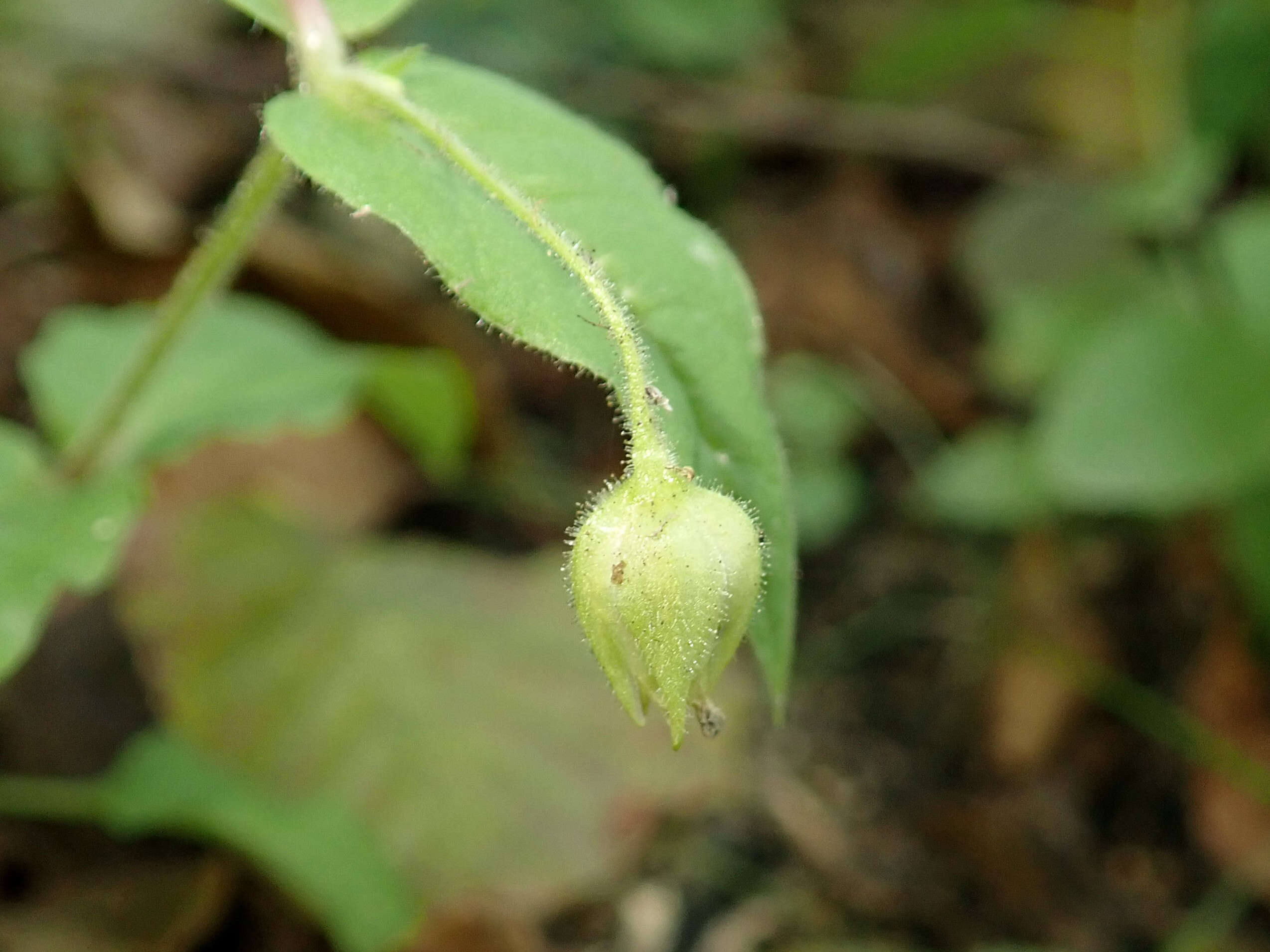 Image of wood stitchwort