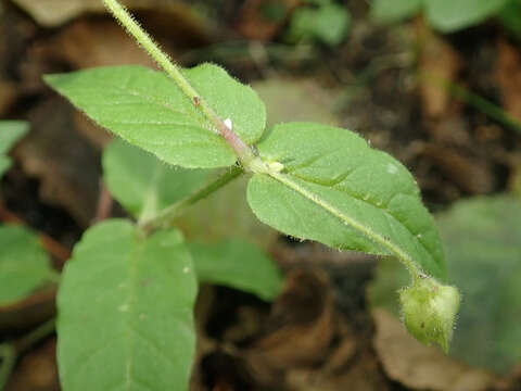 Image of wood stitchwort