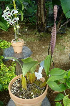 Image de Bulbophyllum purpureorhachis (De Wild.) Schltr.