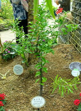 Image of Citrus reticulata