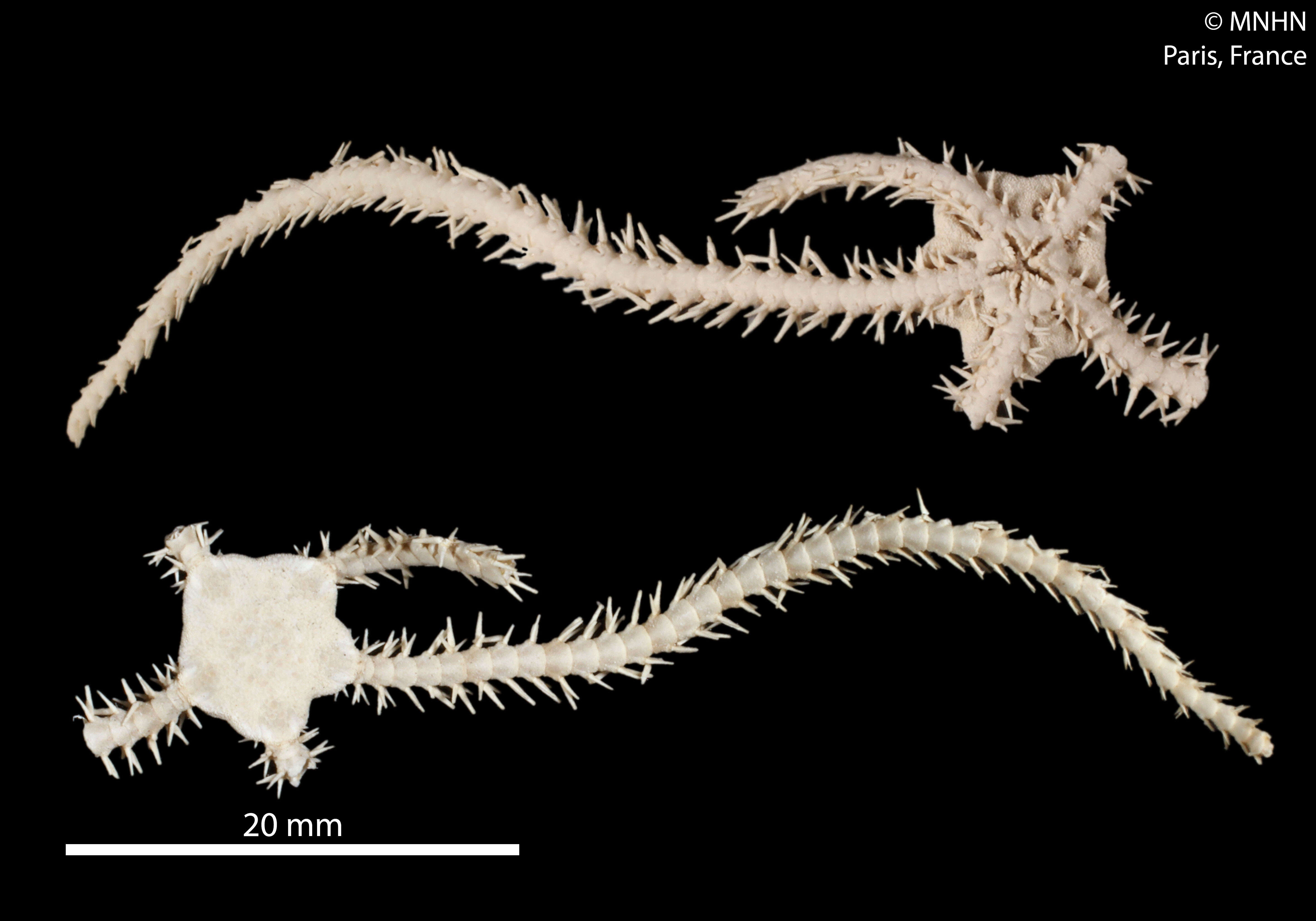 Image of Ophiuridae Müller & Troschel 1840