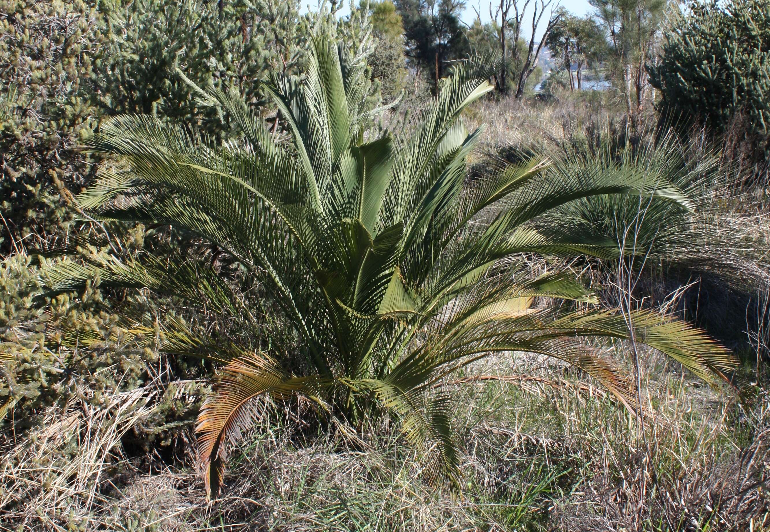 Image of Macrozamia fraseri Miq.