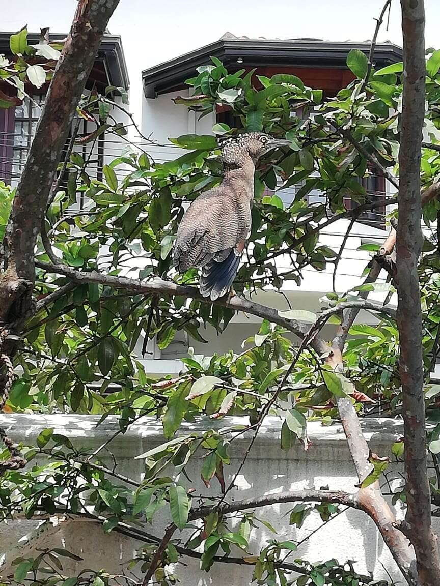 Image of Malay Night-heron