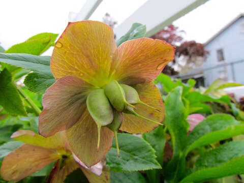 Image of Hellebore