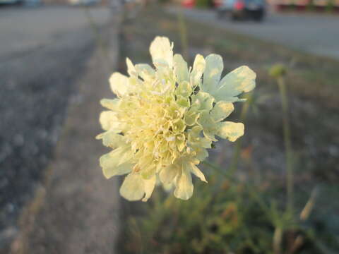 Image of cream pincushions