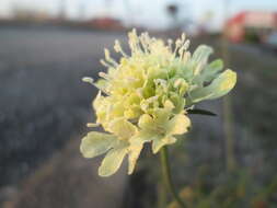 Image of cream pincushions