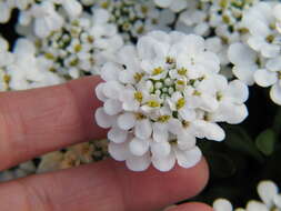 Plancia ëd Iberis sempervirens L.