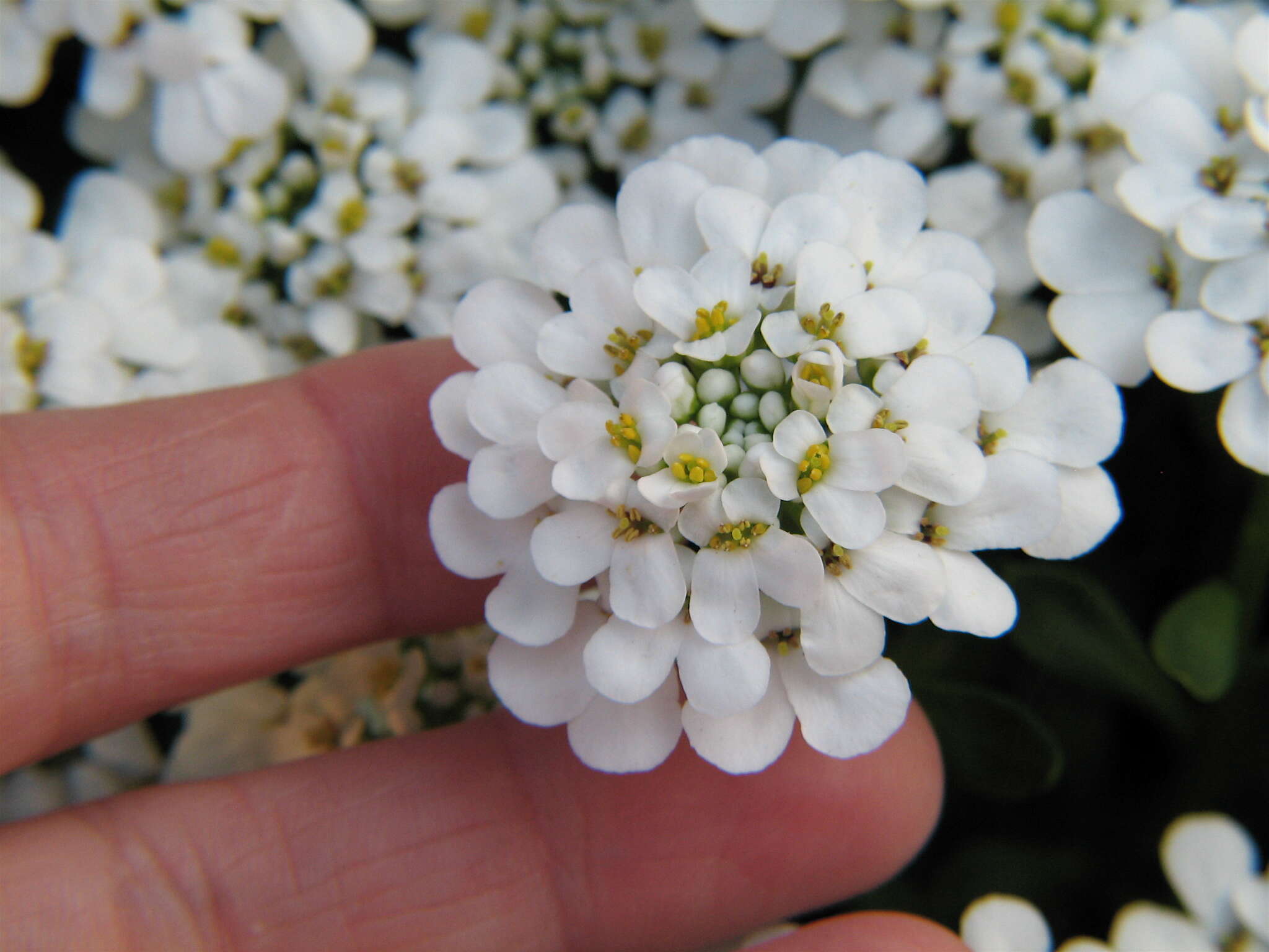 Imagem de Iberis sempervirens L.