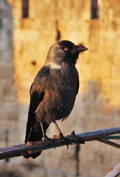 Image of Eurasian Jackdaw