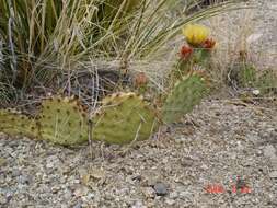 Image of Brownspine Pricklypear