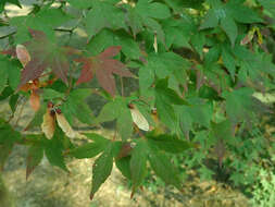 Imagem de Acer pubipalmatum Fang