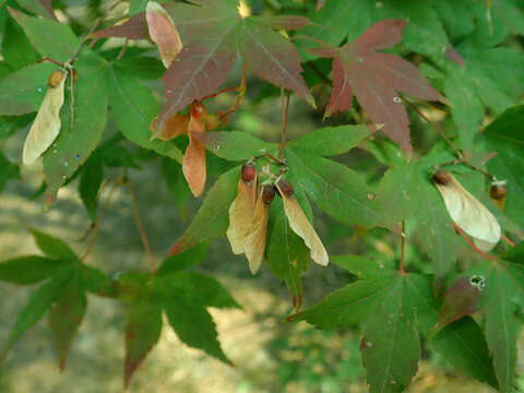 Imagem de Acer pubipalmatum Fang