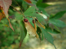 Imagem de Acer pubipalmatum Fang