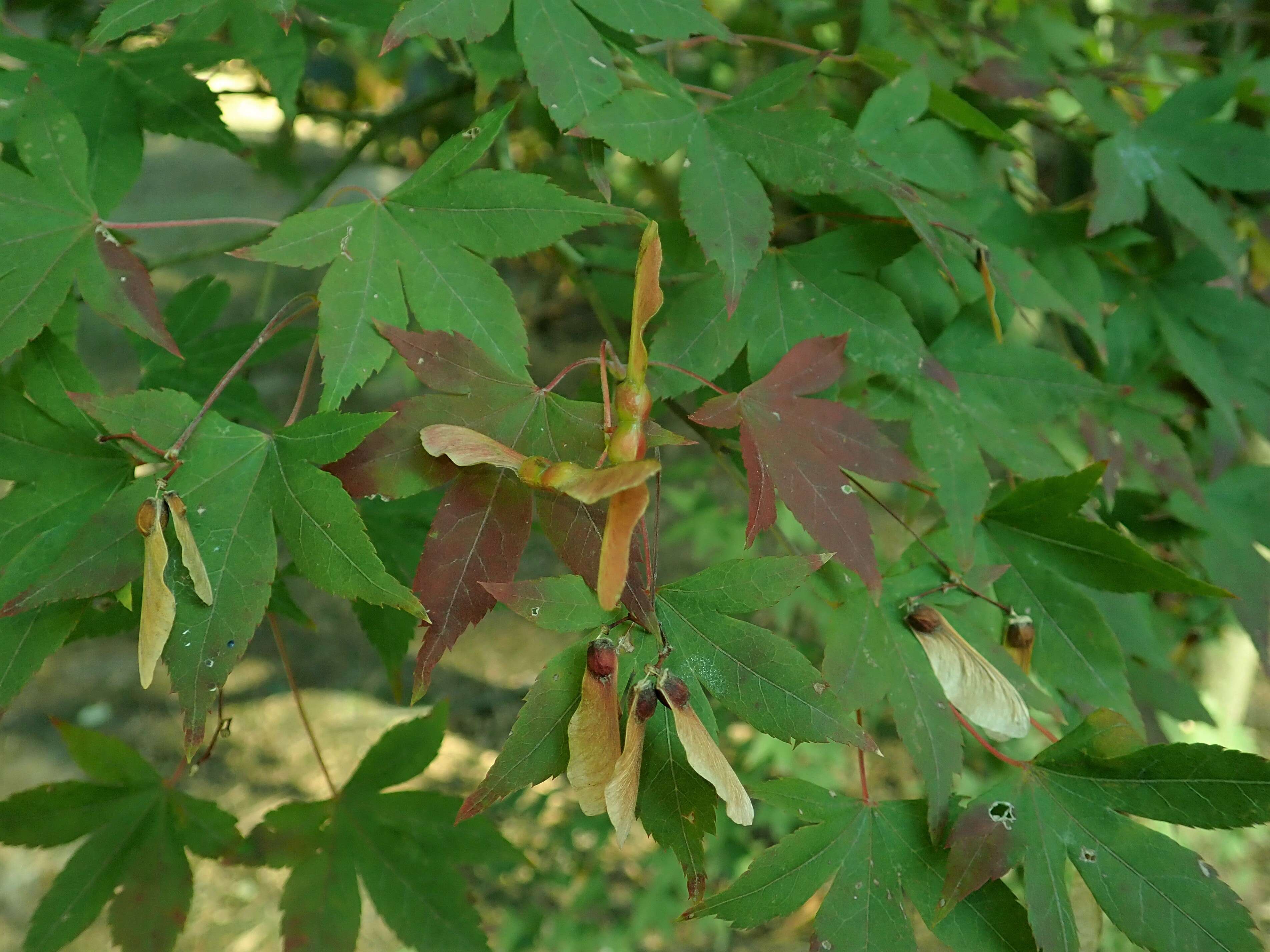 Imagem de Acer pubipalmatum Fang